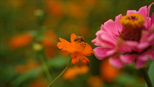 蜜蜂在花朵上采蜜[密蜂]视频