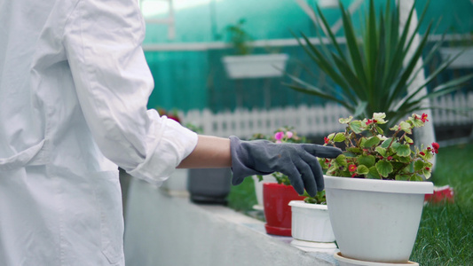 使用药片在温室工作的女性农学家,对植物进行检查视频