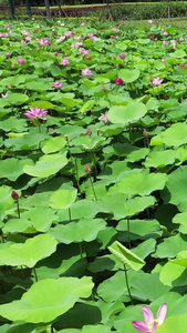 航拍池塘里的荷花视频