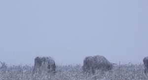 4K雪中大雁21秒视频