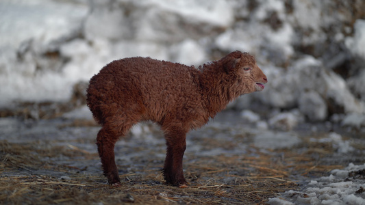冬天在户外出生的小羊羔视频