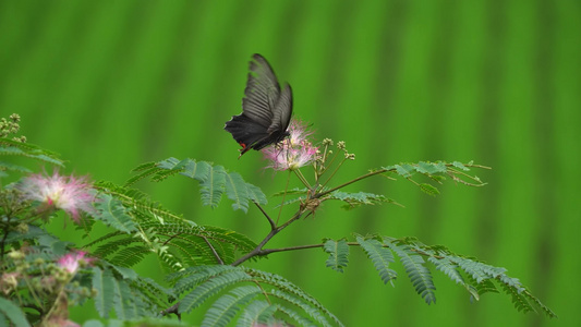田野花丛中的蝴蝶飞舞视频