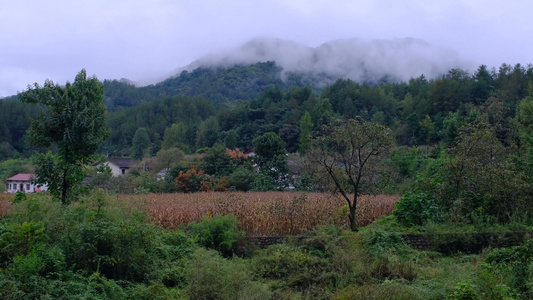 山中森林云雾缭绕的绝美自然风光视频