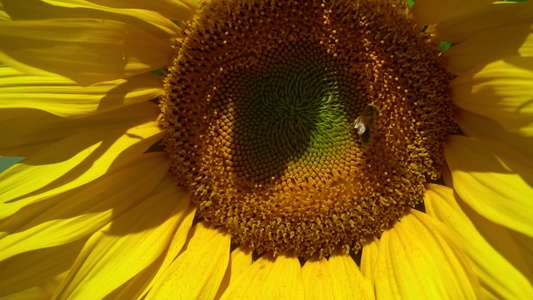 向日葵盘上的蜜蜂缝合视频