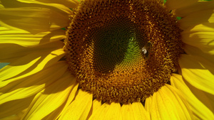 向日葵盘上的蜜蜂31秒视频