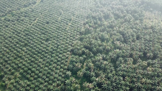 在马来西亚的油棕榈种植园上飞翔视频