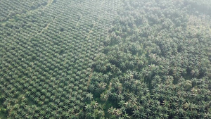 在马来西亚的油棕榈种植园上飞翔13秒视频
