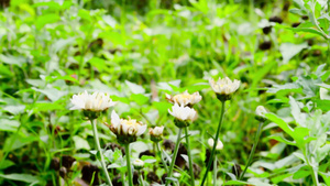 特写美丽的小可爱花黄色花粉和普通雏菊6秒视频