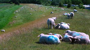 在阳光明媚的一天,在草原上放牧羊群19秒视频