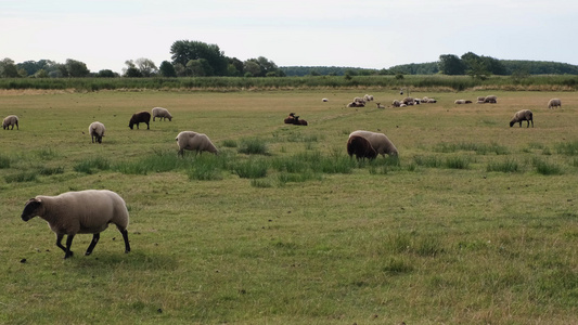 在阳光明媚的一天,在草原上放牧羊群视频