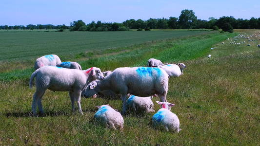 在阳光明媚的一天,在草原上放牧羊群视频