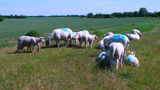 在草原上放牧羊群视频