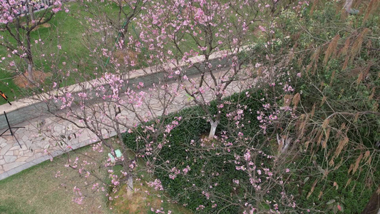 粉红的樱花盛开航拍视频