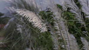 白色草花植物在风中飘扬8秒视频