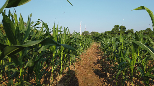 乡村田野生长茂盛的玉米地4k视频视频