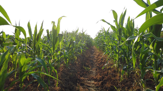 乡村田野生长茂盛的玉米地4k视频视频