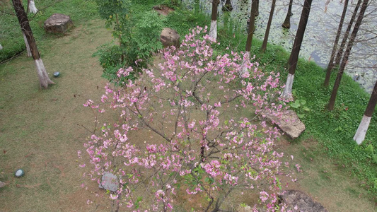 粉红的樱花盛开航拍视频