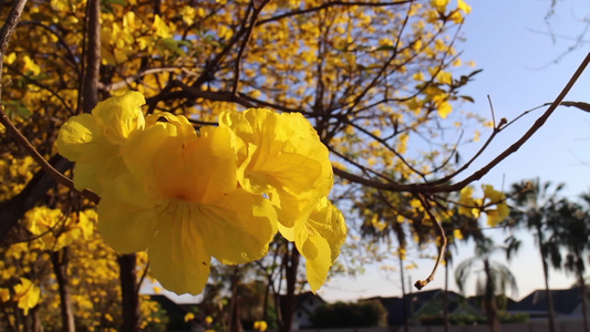 美丽的黄色夏花视频