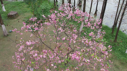 粉红的樱花盛开航拍视频