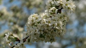 樱花枝,春花盛开 缝合,慢动作20秒视频