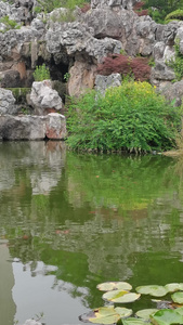 4K公园景区池塘里的景观鱼视频