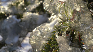 冻雨后冰冷的冰雪里有卷木树枝10秒视频