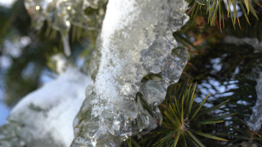 冻雨后冰冷的冰雪里有卷木树枝视频