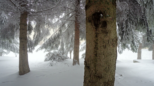 浓密森林的冬季风雪和低可见度雾视频