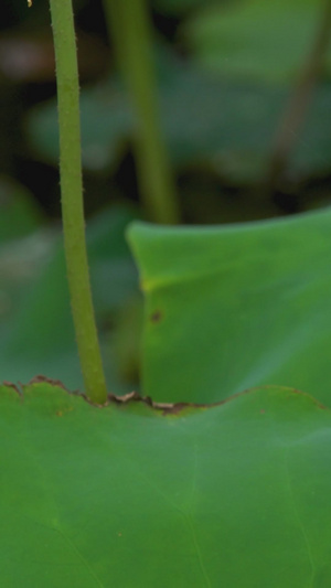 雨后莲花水珠勤劳蜜蜂25秒视频