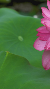 雨后莲花水珠勤劳蜜蜂视频