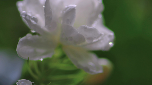 夏季雨天茉莉花 微距大光圈特写视频