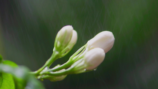 夏季雨天茉莉花 微距大光圈特写视频