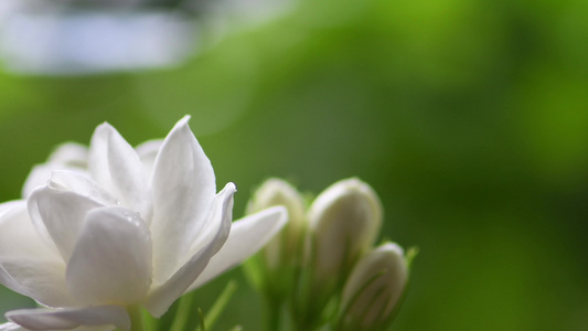 夏季雨天茉莉花 微距大光圈特写视频