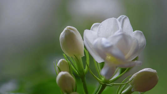 夏季雨天茉莉花 微距大光圈特写视频