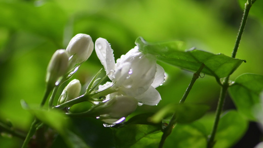 夏季雨天茉莉花 微距大光圈特写视频