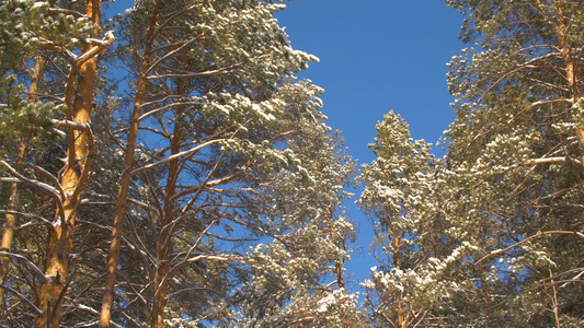 寒冬的松树覆盖了阳光明日森林中蓝天空背景下的雪视频