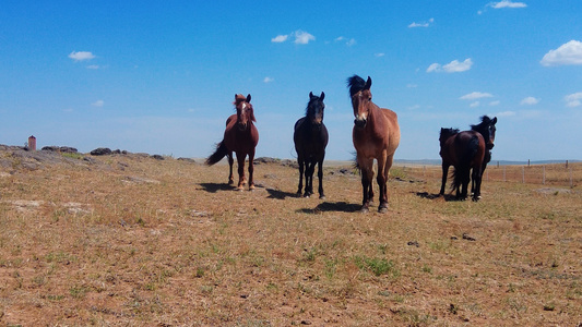 4k拍摄蓝天下草原上悠闲吃草的马群视频