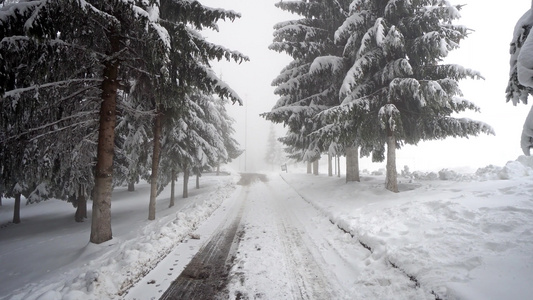 在冬季穿透浓密的常青山松树林的雪路视频