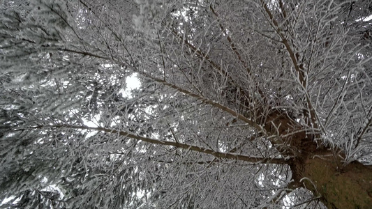 在西伯利亚冬季茂密的森林树枝下 雪下移动视频