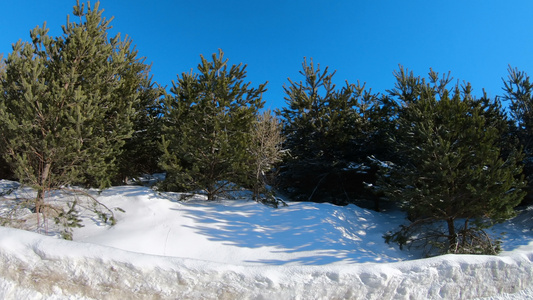 在冬天开车 由年轻的松树林 在阳光明媚的白天视频