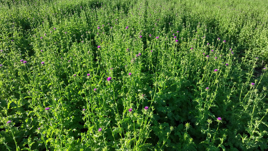 垦区农田中草药种植水飞蓟紫花视频