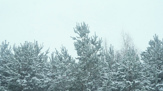 美丽的冬季森林风貌视频