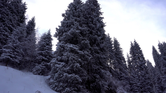 山区森林完全被雪覆盖视频