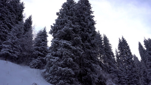 山区森林完全被雪覆盖11秒视频