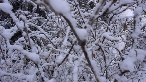 山区森林完全被雪覆盖10秒视频