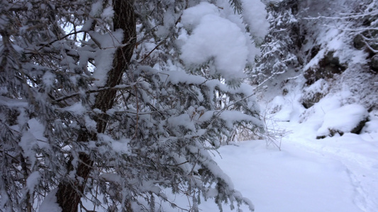 山区森林完全被雪覆盖视频