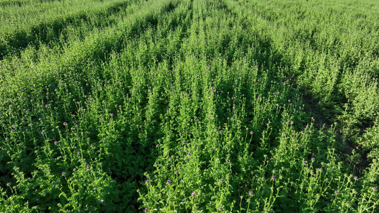 垦区农田中草药种植水飞蓟紫花视频