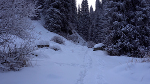 山区森林完全被雪覆盖9秒视频