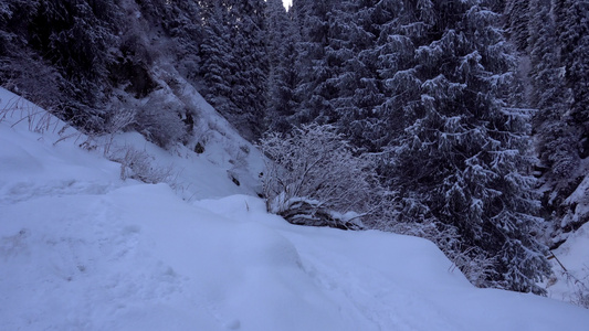 山区森林完全被雪覆盖。 (笑声)视频