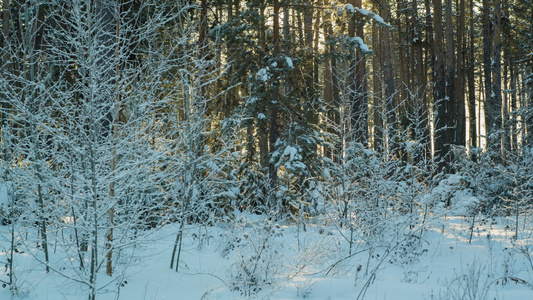 冬季森林景观视频